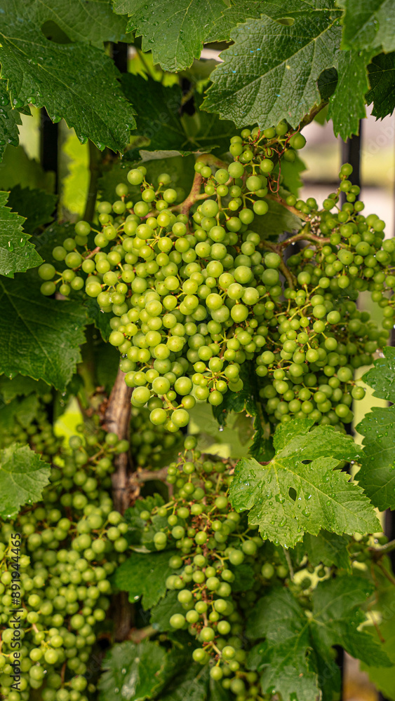 vine plant with almost ripe grapes that let pass through it vine plant with almost ripe grapes that let pass through it