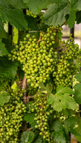 Wallpaper Mural vine plant with almost ripe grapes that let pass through it Torontodigital.ca