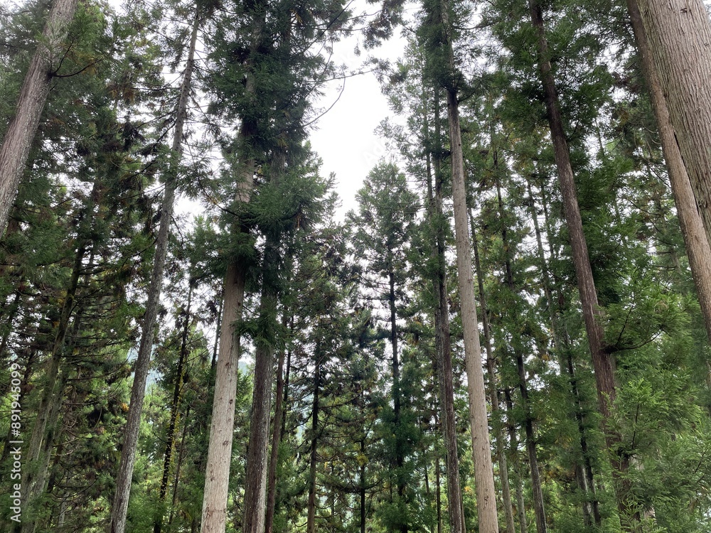 forest2 forest2