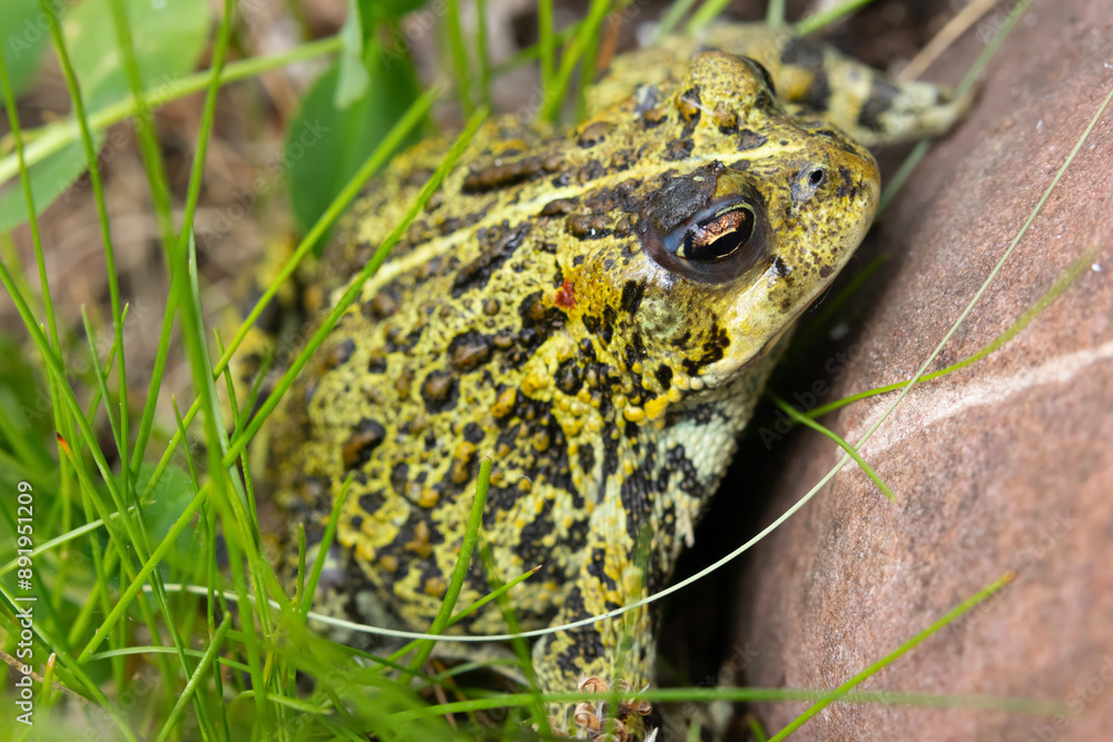 Fototapeta premium Boreal toad is sitting in grass at the rock in the summer garden.