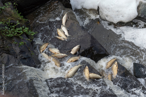 Peixes mortos nas pedras da cachoeira por contaminação das águas . photo