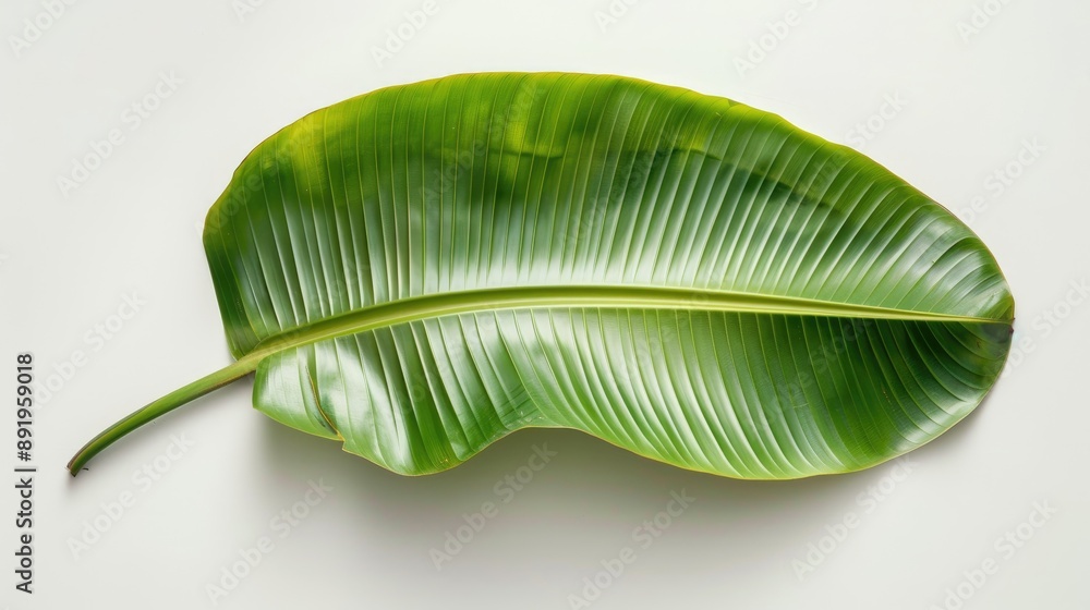 Banana leaf on white backdrop Banana leaf on white backdrop