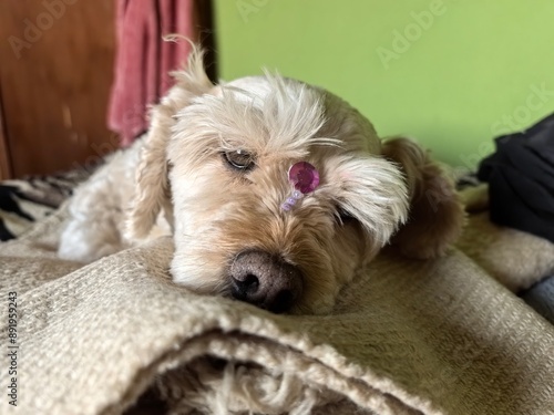 My little pet 