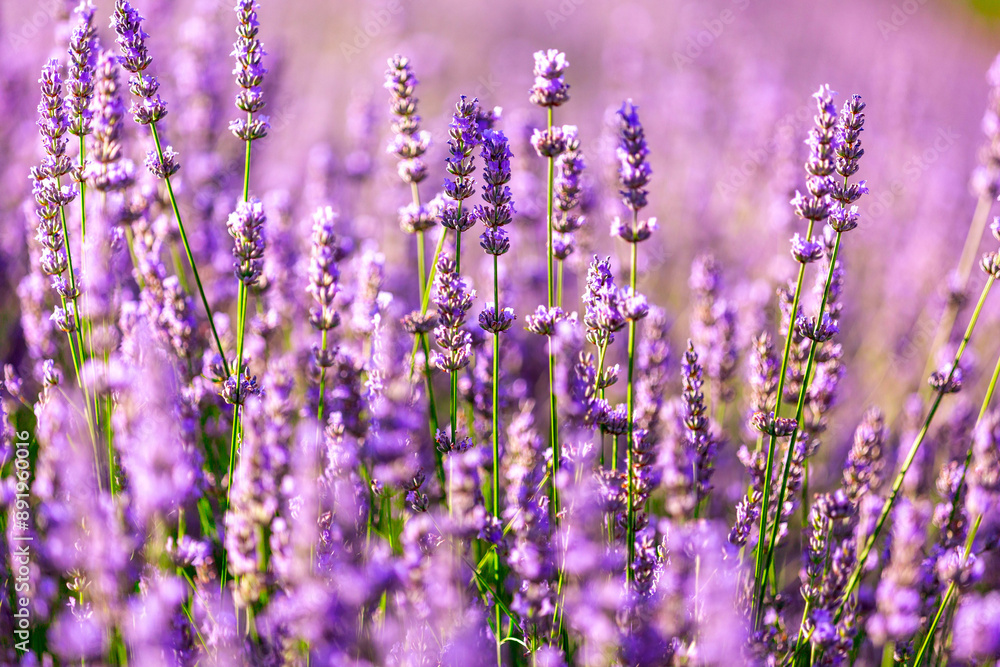 Obraz premium Beautiful lavender flower blossoms on a sunny day
