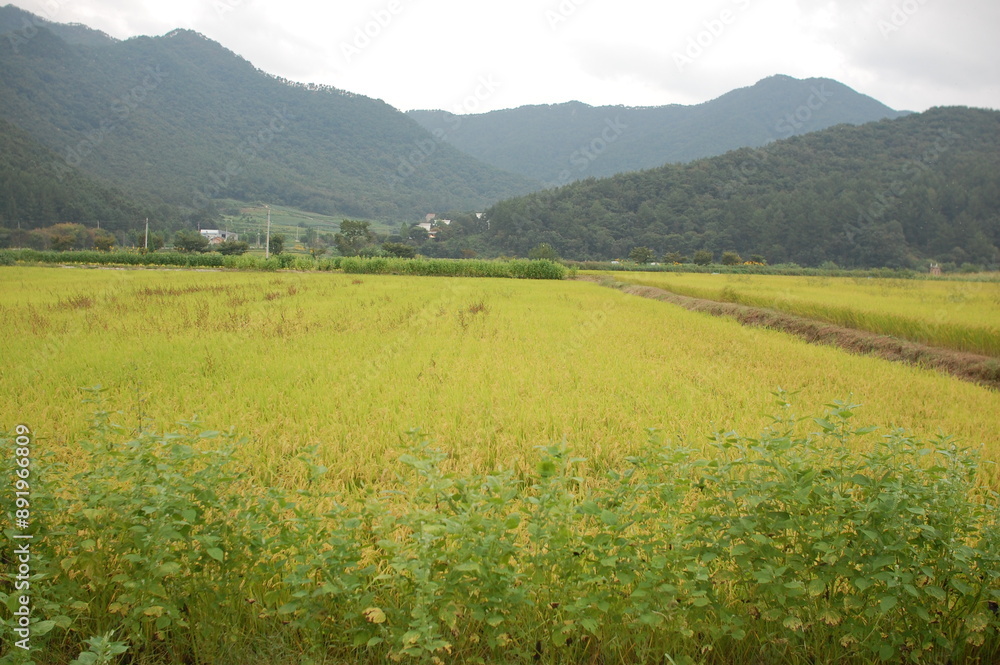 a field with a house in the background and a house in the middle. a field with a house in the background and a house in the middle.