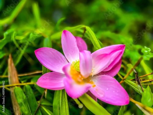 lotus flower blooming in summer pond with green leaves as background