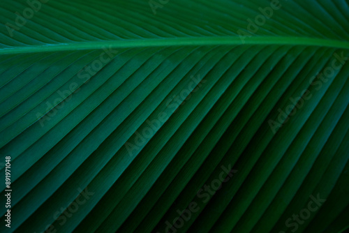 closeup nature view of green leaf texture, dark wallpaper concept, nature background, tropical leaf.