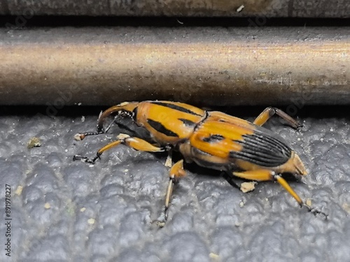 Insecto volador
