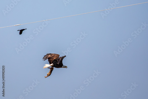 Bald Eagle (Haliaeetus leucocephalus) flying with a dead rabbit in its talons