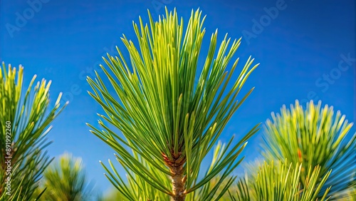 Closeup of Chir Pine long needles against a clear blue sky background, chir pine, coniferous tree photo