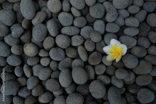 Canvas Print flower on stones