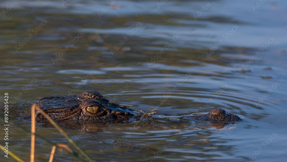 Freshwater crocodile at Mary River Freshwater crocodile at Mary River