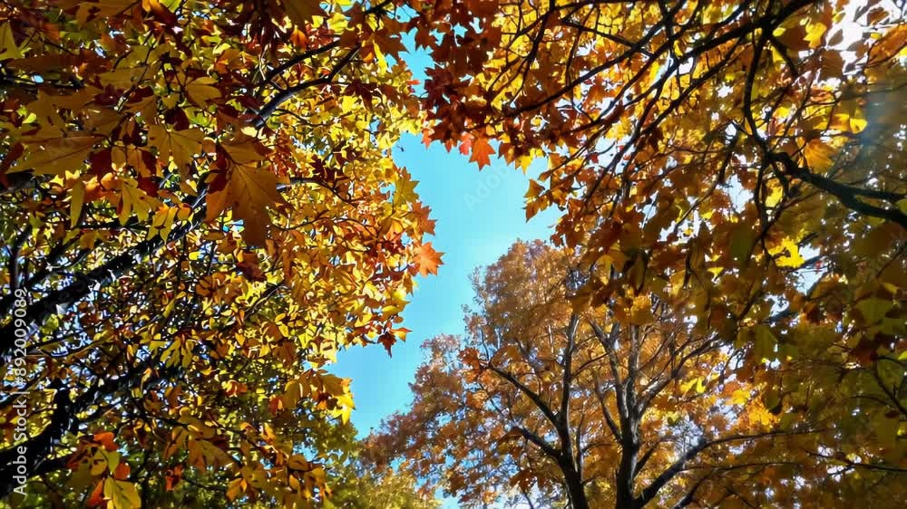 Low-angle shot: Maple trees with vibrant autumn foliage reach towards clear blue sky. Camera tilts upward, revealing intricate branching patterns and golden-orange leaves. Low-angle shot: Maple trees with vibrant autumn foliage reach towards clear blue sky. Camera tilts upward, revealing intricate branching patterns and golden-orange leaves.