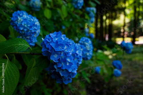 紫陽花