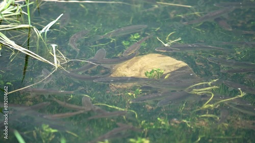 Minnows swimming in the shallows of Lost Lake in the Uinta Mountains in Utah. photo