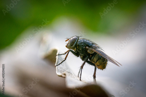 Obraz na płótnie fly on leaf