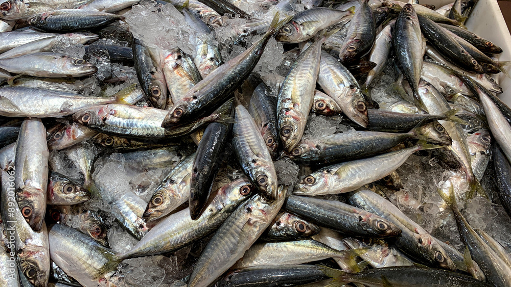 Fresh sardine fishes displayed in supermarket. Fresh seafood concept Fresh sardine fishes displayed in supermarket. Fresh seafood concept