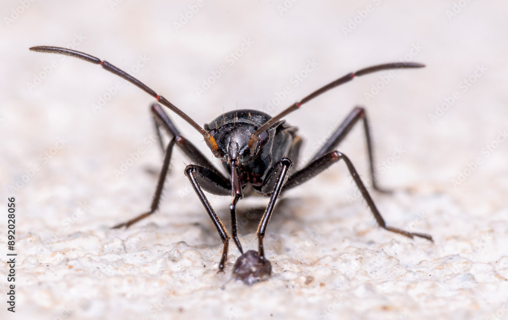 Fototapeta premium close up of a mosquito