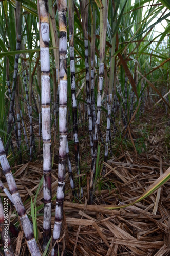 Sugar cane plantation growing up in Jember, Indonesia photo