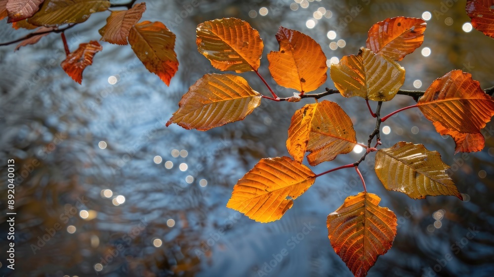 Autumn leaves stand out against shiny backdrop Autumn leaves stand out against shiny backdrop