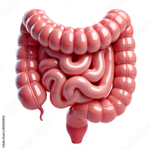 Detailed Glossy 3D Human Intestines
