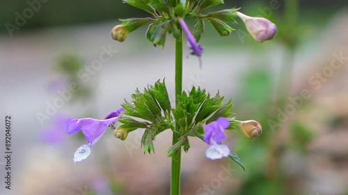 Clinopodium alpinum (Rock Thyme) Blooming in Northern Pakistan in Slow Motion - High-Definition Nature Footage photo