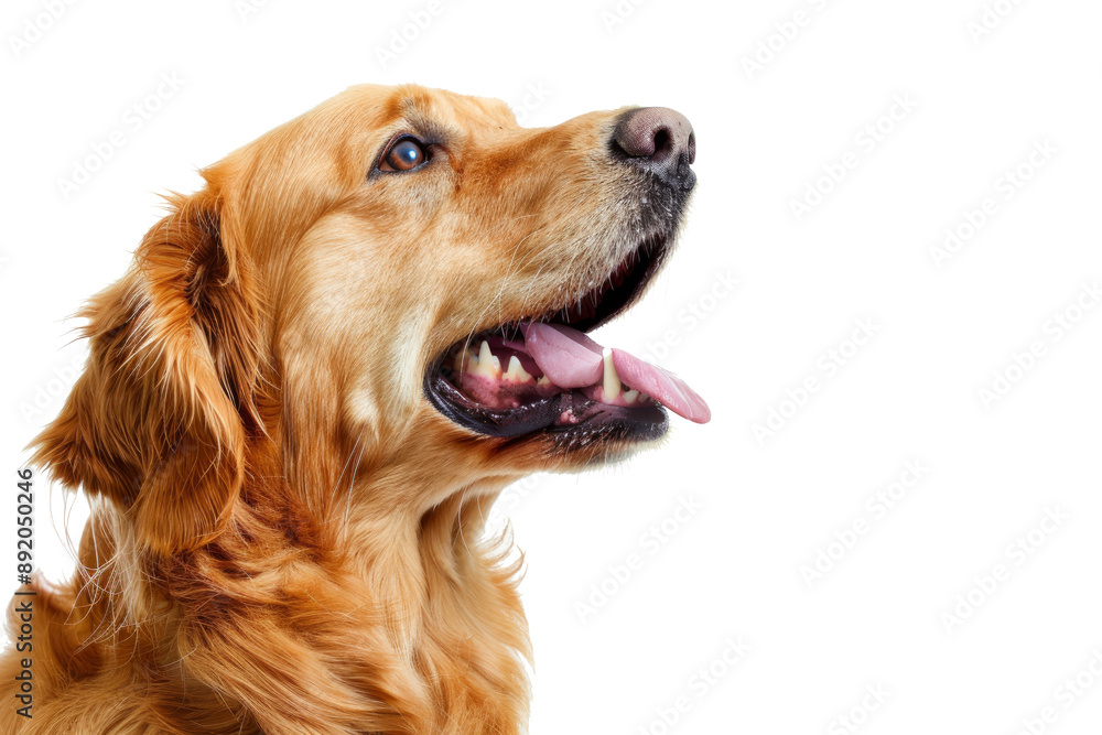 Portrait of barking dog that look dangerous showing teeth with angry emotion isolated on background Portrait of barking dog that look dangerous showing teeth with angry emotion isolated on background