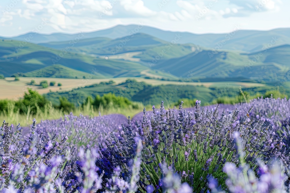 Lavender Field with Rolling Hills in Distance