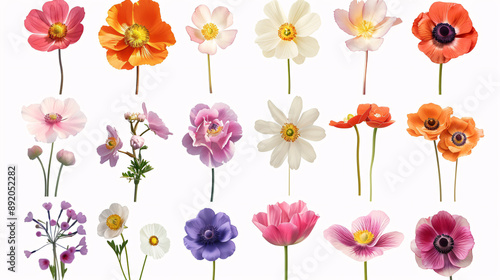 Set of various beautiful blooming flowers isolated on transparent background.