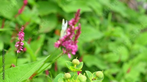 Appias Drusilla (Florida White) Butterfly in Flight and Perched on Bistorta Amplexicaulis (Red Bistort or Mountain Fleece) in Slow Motion - Macro Video photo