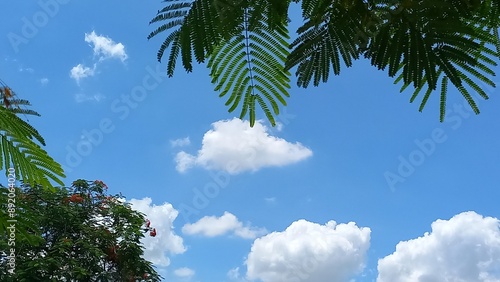 palm trees against blue sky