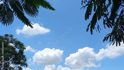  trees and clouds  blue sky