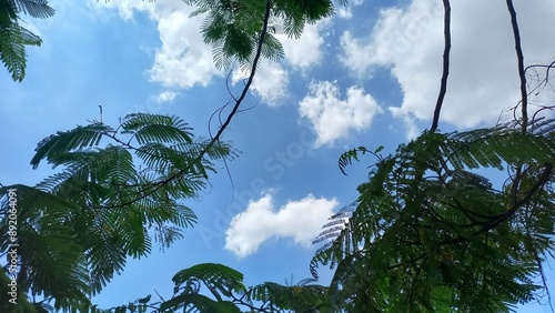 trees against blue sky with clouds