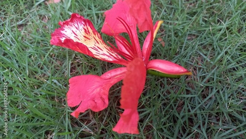 pink flower in the grass