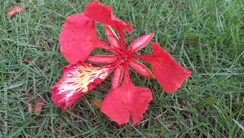red bow on green grass