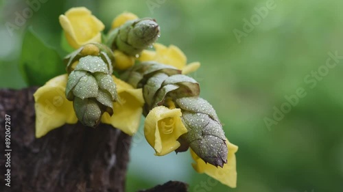 Gmelina philippensis or Parrot’s beak flowers on natural background. photo