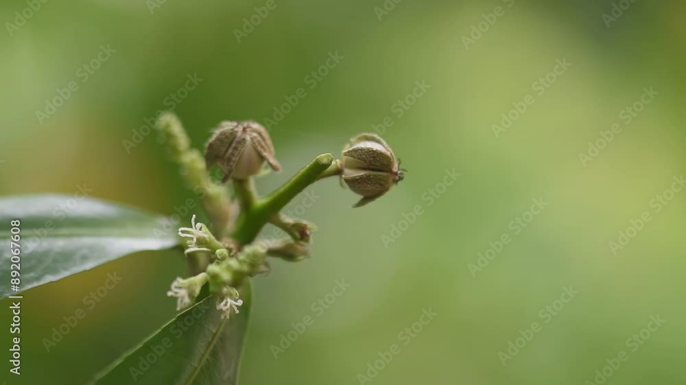 Thai croton tree ,fruits and flowers on natural background. Thai croton tree ,fruits and flowers on natural background.