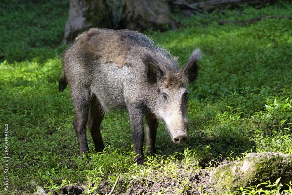 Wild boar standing on green grass in a forest with sunlight filtering through the trees Wild boar standing on green grass in a forest with sunlight filtering through the trees