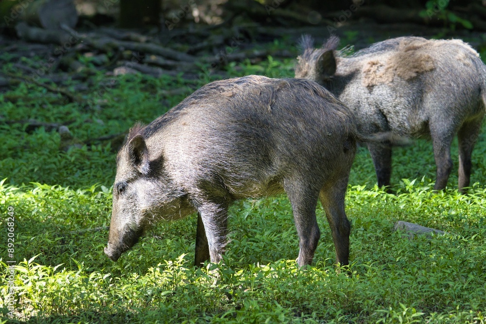 Wild boars grazing in a lush green forest setting on a sunny day Wild boars grazing in a lush green forest setting on a sunny day