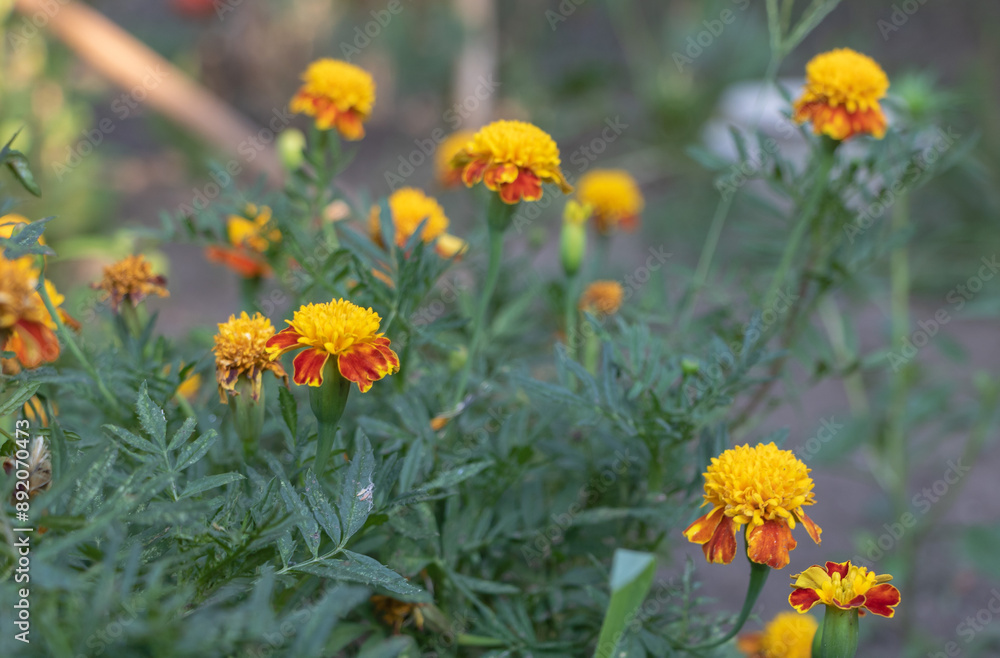 A photo of several marigolds growing in the garden, yellow and orange flowers with red centers, blurry background showing other plants and grasses in the yard, natural light A photo of several marigolds growing in the garden, yellow and orange flowers with red centers, blurry background showing other plants and grasses in the yard, natural light