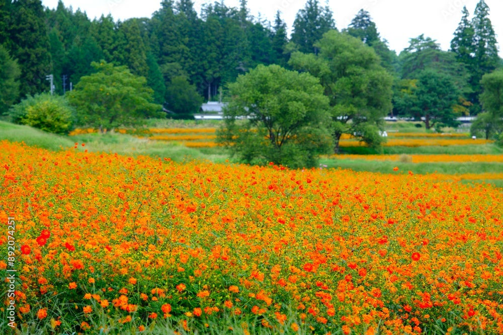 Obraz premium 鮮やかなオレンジ色のキバナコスモス