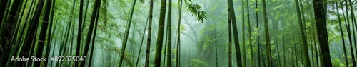 Serene Bamboo Grove: A Tranquil Backdrop of Nature's Harmony in a Lush Bamboo Forest, Evoking Peace and Connection with the Earth.