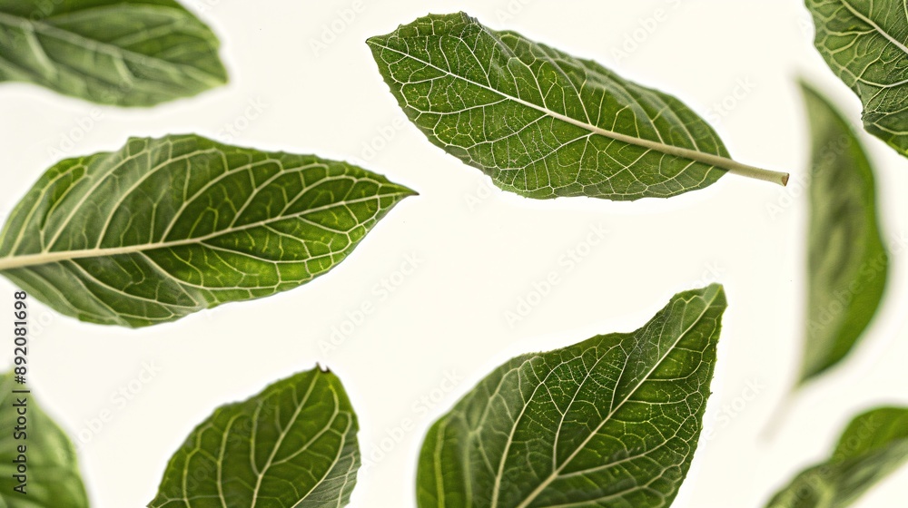 5. Close-up image of multiple green leaves suspended in flight on a white background, featuring detailed textures, vein patterns, and natural color tones that emphasize their lifelike appearance 5. Close-up image of multiple green leaves suspended in flight on a white background, featuring detailed textures, vein patterns, and natural color tones that emphasize their lifelike appearance