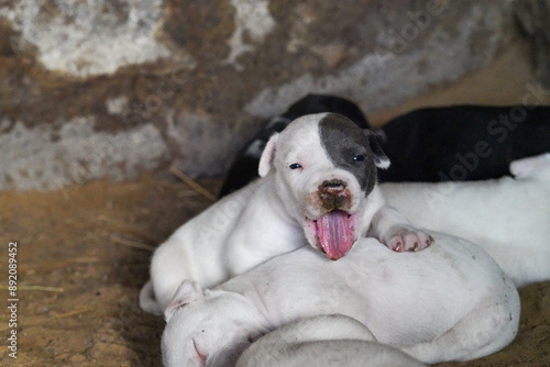 a few weeks old Pitbull puppies photo