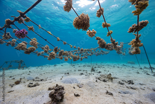 Coral Nursery underwater in blue water