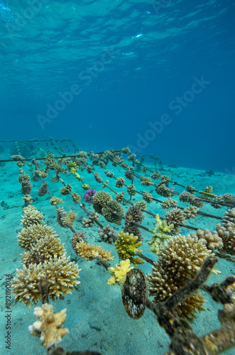 Coral Nursery underwater in blue water