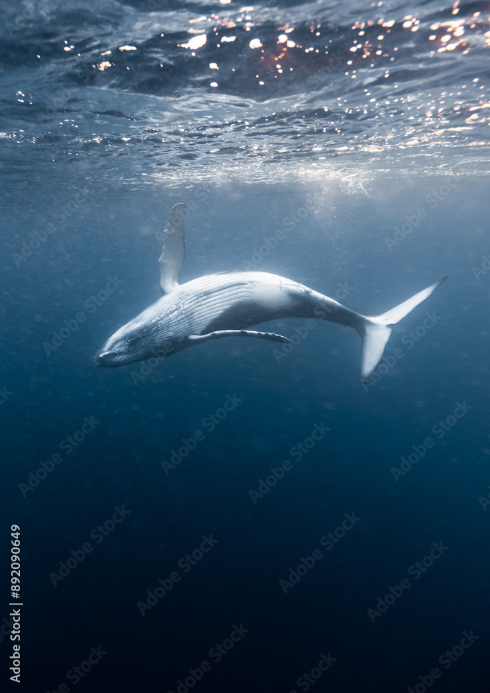 Fototapeta premium Young Humpack Whale playing underwater High Quality