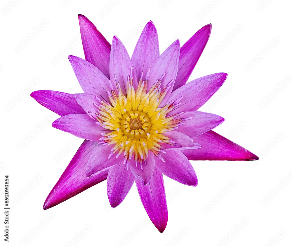 Real lotus flower die cut in transparent background png file with fresh bloom close up macro photography Real lotus flower die cut in transparent background png file with fresh bloom close up macro photography