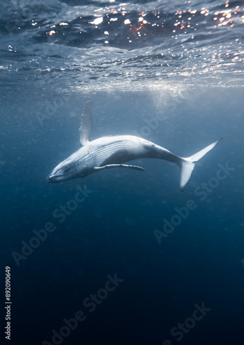 Young Humpack Whale playing underwater High Quality
