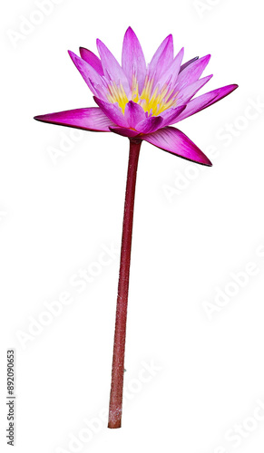 Real lotus flower die cut in transparent background png file with fresh bloom close up macro photography